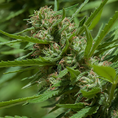 Critical Photo Reg-0