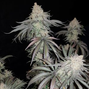 Critical Purple Auto Fem-0