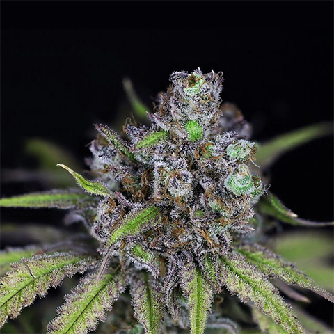 Critical Purple Banner Photo Reg-0