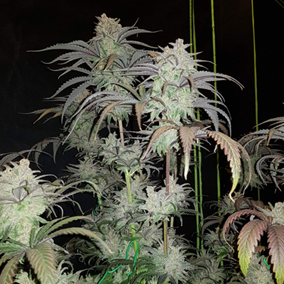 Critical Purple Photo Reg-0