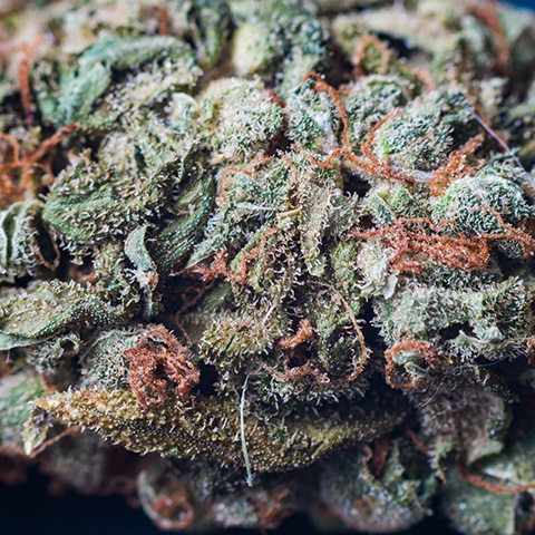 Critical Somango Photo Fem-0