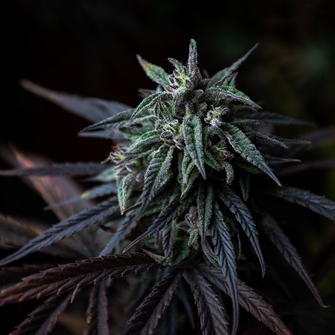 Critical Sunset Auto Fem-0