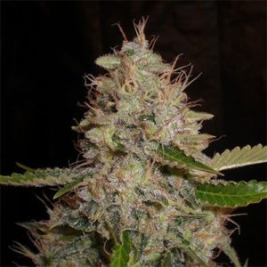 Critical Widow Photo Fem-3880