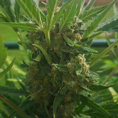 Critical + 2.0 Auto Fem-3876
