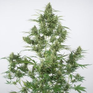 Critical + 2.0 Auto Fem-4301