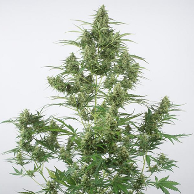 Critical + 2.0 Auto Fem-4301
