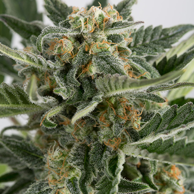Critical + 2.0 Auto Fem-0