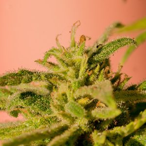 Critical + Photo Fem-0