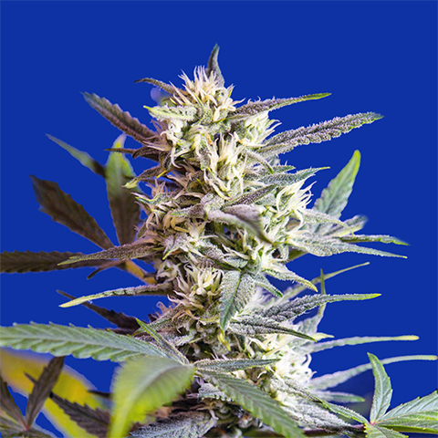 Crystal Candy Auto Fem-0