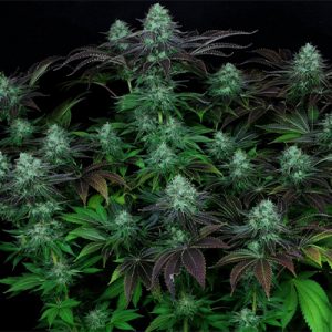 Dark Star Fast Photo Fem-0