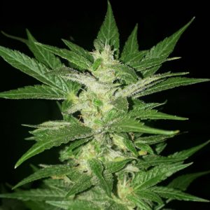 De-Elite Auto Fem-1443