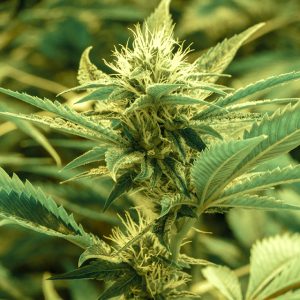 Diesel Auto Fem-0