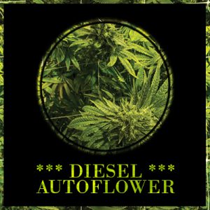 Diesel Auto Fem-4151