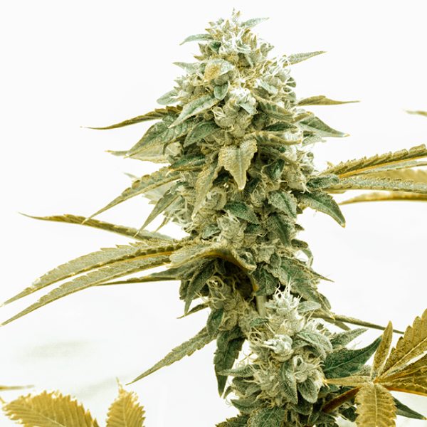 Diesel Photo Fem-0