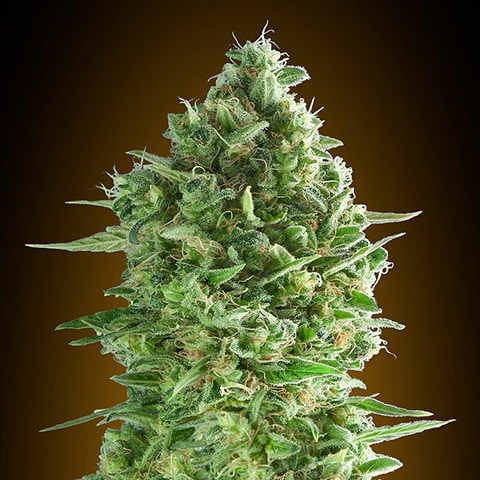 Do-Si-Dos Cookies Photo Fem-0