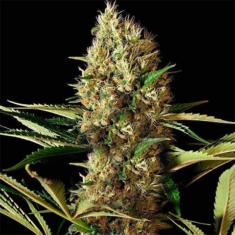 Do Si Dos Killer Photo Fem-0