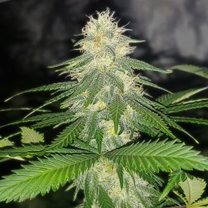 Domina Afghan Auto Fem-0