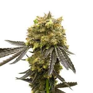 Dream Queen Photo Fem-1919