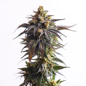Dream Queen Photo Fem-0