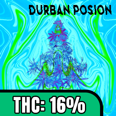 Durban Poison Photo Fem-3919