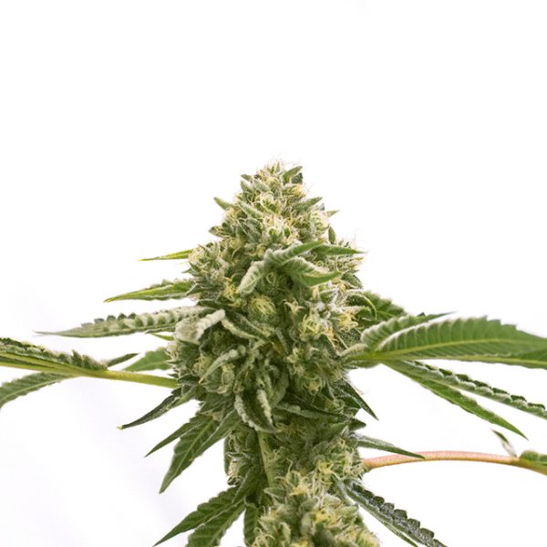 Exodus Cheese Photo Fem-0