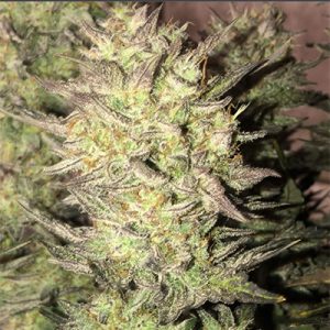 Fat Bastard Auto Fem-1620