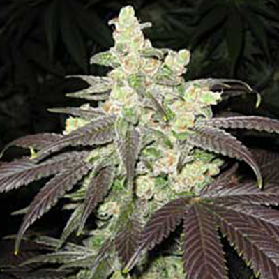 Fat Bastard Auto Fem-1621