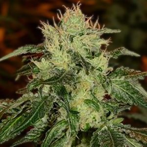 Fire Alien Strawberry Photo Fem-0