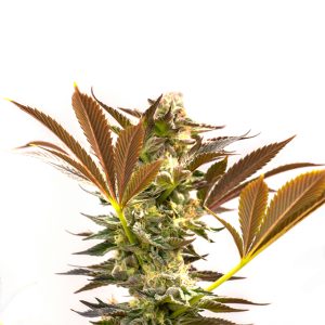 Fire OG Photo Fem-0
