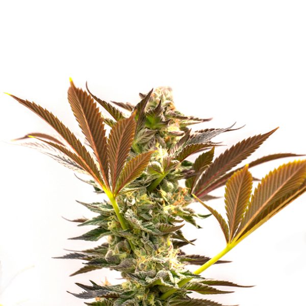 Fire OG Photo Fem-0