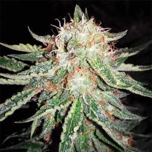 Alien Primate Glue Photo Fem-3386