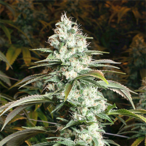 Sour Diesel Auto Fem-4169