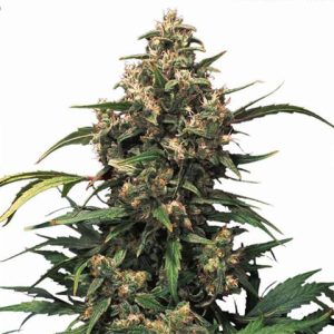 Strawberry Cough Photo Fem-0