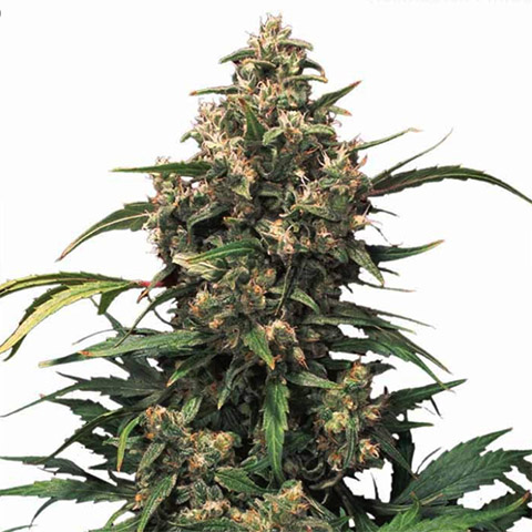Strawberry Cough Photo Fem-0
