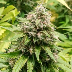 Trainwreck Photo Fem-3278
