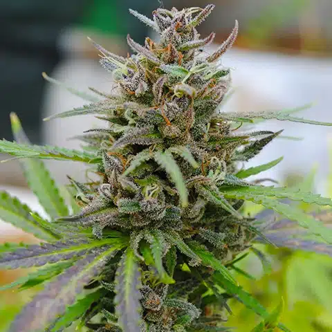 Forbidden Fruit Photo Fem