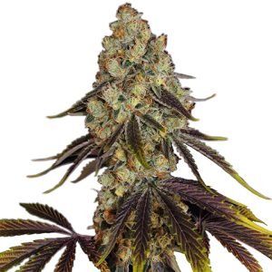 French Cookies Photo Fem-0