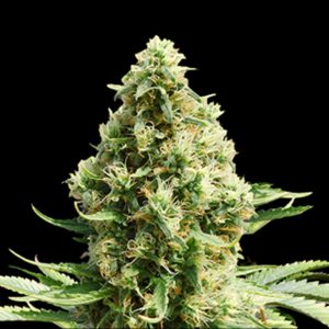Frosted Guava Auto Fem-0