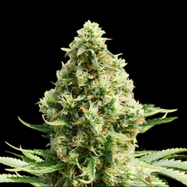 Frosted Guava Auto Fem-0