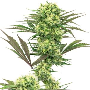 Frosted Guava Photo Fem-0