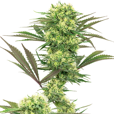 Frosted Guava Photo Fem-0