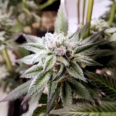 Future #1 Feminized Seeds