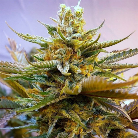 G13 Auto Fem-3324