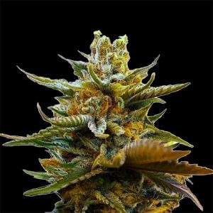 G13 Nebula Photo Fem-0
