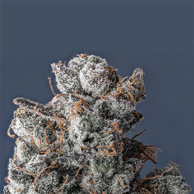 GMO Photo Fem-3175