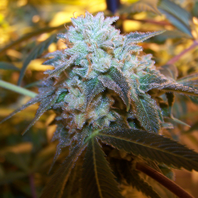 Gelato 33 Photo Fem-2074