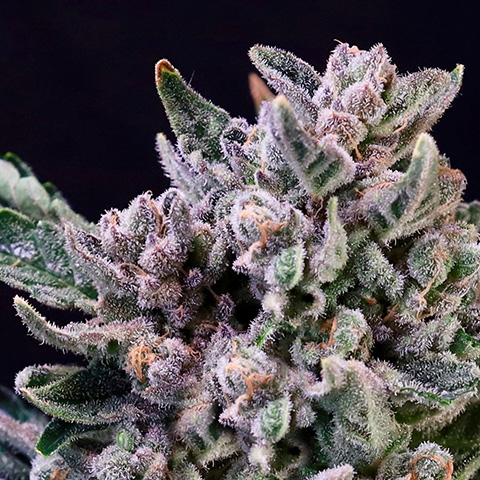 Gelato 41 Photo Fem-0