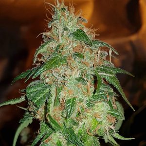 Gelato 45 Photo Fem-0
