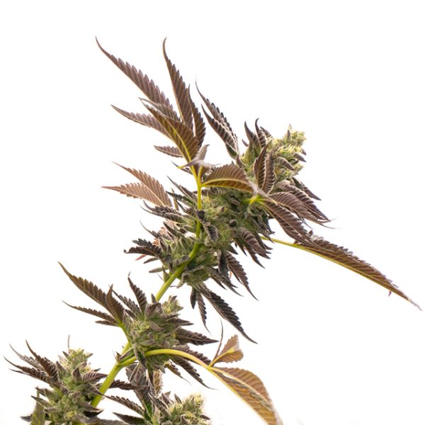 Gelato Auto Fem-0