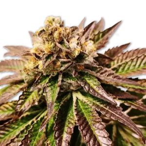 Gelato Honey Drop Photo Fem-0